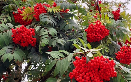 Rowan Berries - Latvia, leaves, rowan berries, autumn