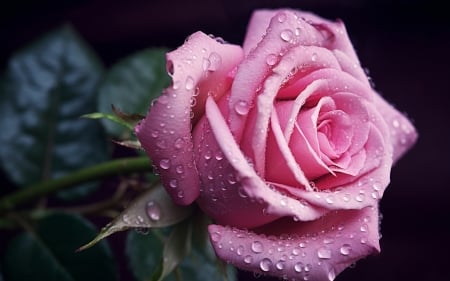 Rose - drop, water, dew, trandafir, rose, flower, pink