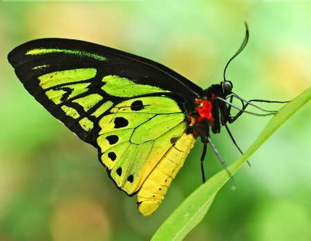 Butterfly - one, yellow, black, nature, green, red, fluture, macro, butterfly, insect