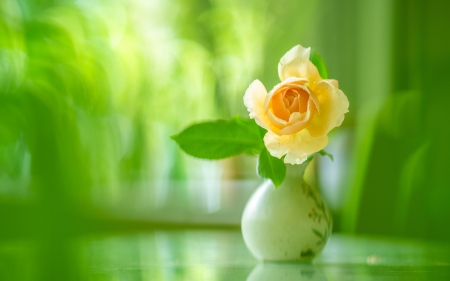 A rose - green, yellow, rose, flower, vase, trandafir