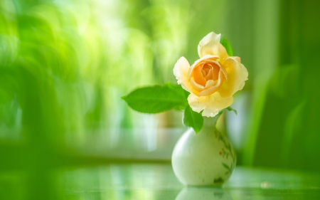 A rose - vase, yellow, green, trandafir, rose, flower