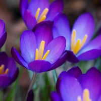 purple crocus