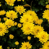 Chrysanthemums