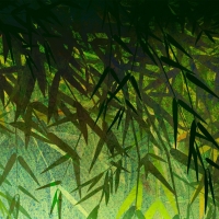 Bamboo forest