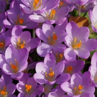 Purple Crocus