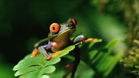 Frog - nature, green, macro, orange, leaf, amphibian, broasca, frog