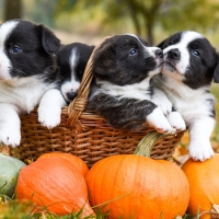 Border Collie puppies