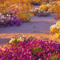 Anza Borrego Desert State Park