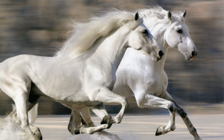 Horses - white, animal, nature, running, cal, couple, horse