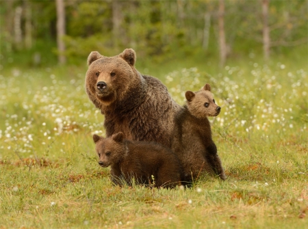 Bears - cub, family, bear, animal, urs, nature, green, cute, mother, trio