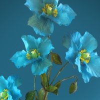 Hymalaian Blue Poppies