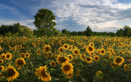 Sunflower Field