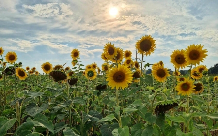 Sunflowers and Sun - Latvia, clouds, sunflowers, sun