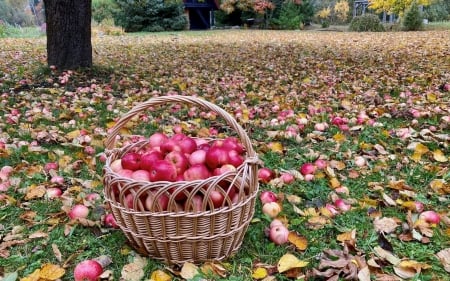 Apples in Orchard - basket, Latvia, apples, garden