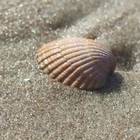 Seashell in Sand