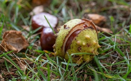 Chestnut in Grass - macro, Latvia, chestnut, grass