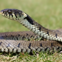 Grass Snake