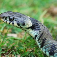 Grass Snake