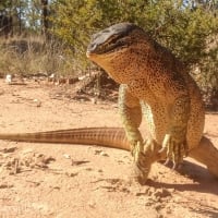 Yellow Spotted Monitor