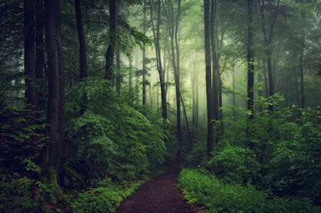 Evening forest - nature, mist, green, evening, forest, tree