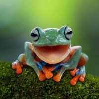 Javan Tree Frog