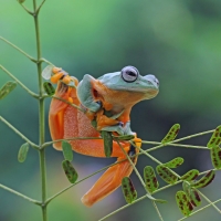 Javan Tree Frog