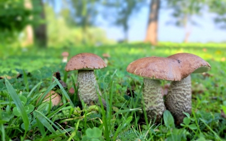 Orange-cup Boletes - Latvia, orange-cup boletes, mushrooms, grass, three