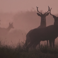 Autumn dawn