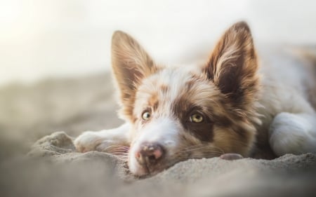 Australian Shepherd - white, brown, australian shepherd, dog, caine