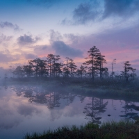 Swamp at Sunrise