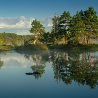 Calm Swamp