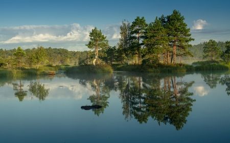 Calm Swamp - calm, Latvia, pines, water, swamp