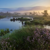 Swamp at Sunrise