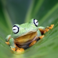 Frog