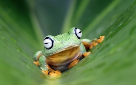 Frog - yellow, green, amphibian, broasca, leaf, frog