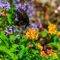 Black Swallowtail Butterfly