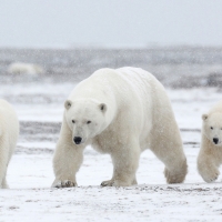 Polar bears