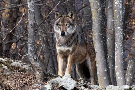 Wolf - lup, animal, winter, wolf, iarna, forest, tree