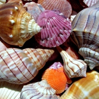 Shells