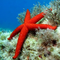 Red Sea Star