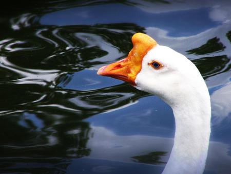 DUCK?? - fly, animal, bird, water, duck