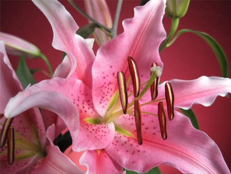 Featured flowers . jpg - smell, lily, bloom, pink