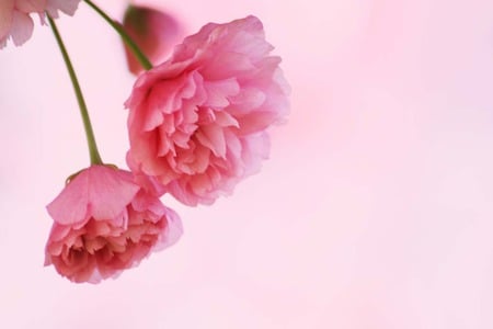 pink flowers .jpg - smell, carnation, bloom, pink