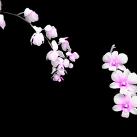 coloredflowers2.jpg