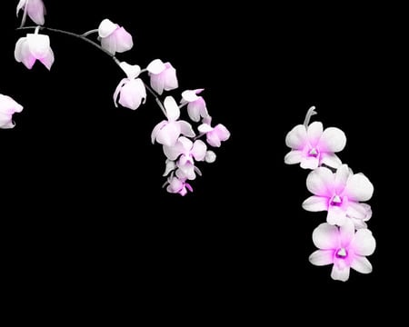 coloredflowers2.jpg - blooms, flower, orchids, pink