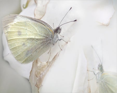 beautiful butterflies - spotted, butterfly