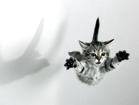 I CAN FLY TOO! - flying, cute, kitten