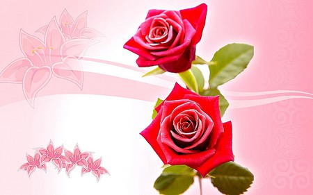 ROSES - background, roses