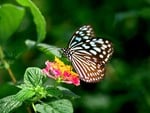 Flower, natural flower, nature, butterfly