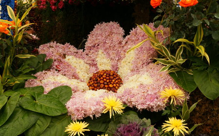 A Big Flower - flowers, beautiful, nature